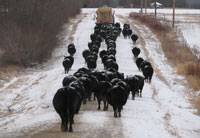 VK 70U - click to enlarge.