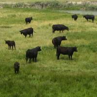 Bull Development