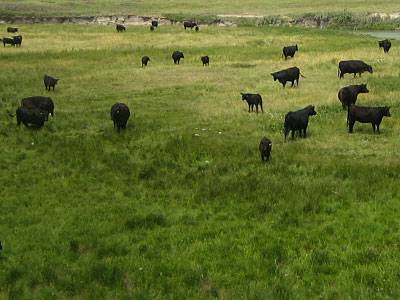 Bull Development